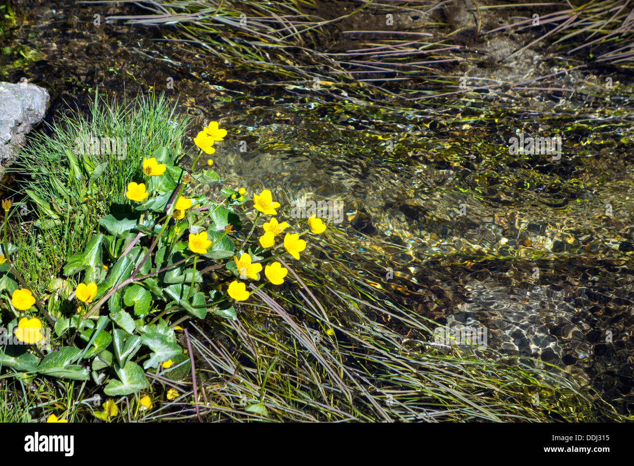 Flowers near Water Lilies on Lake · Free Stock Photo, image size:1300x956