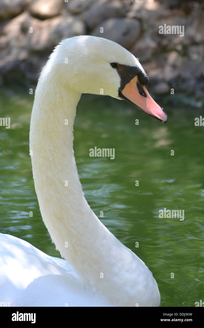 This image of a swan neck was taken in Portugal Stock Photo