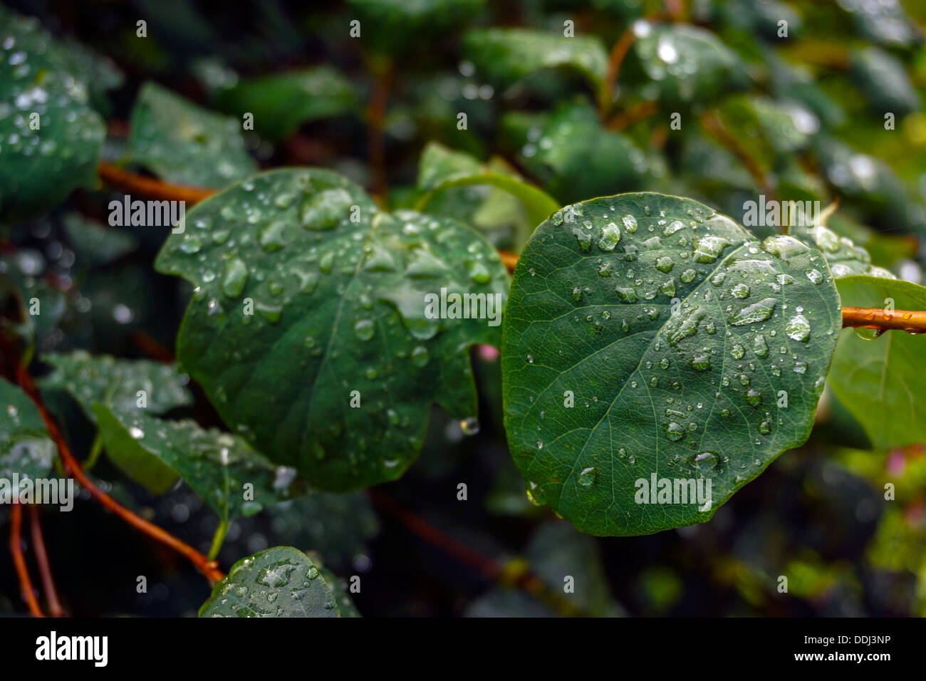 Raindrops on green leaves Stock Photo
