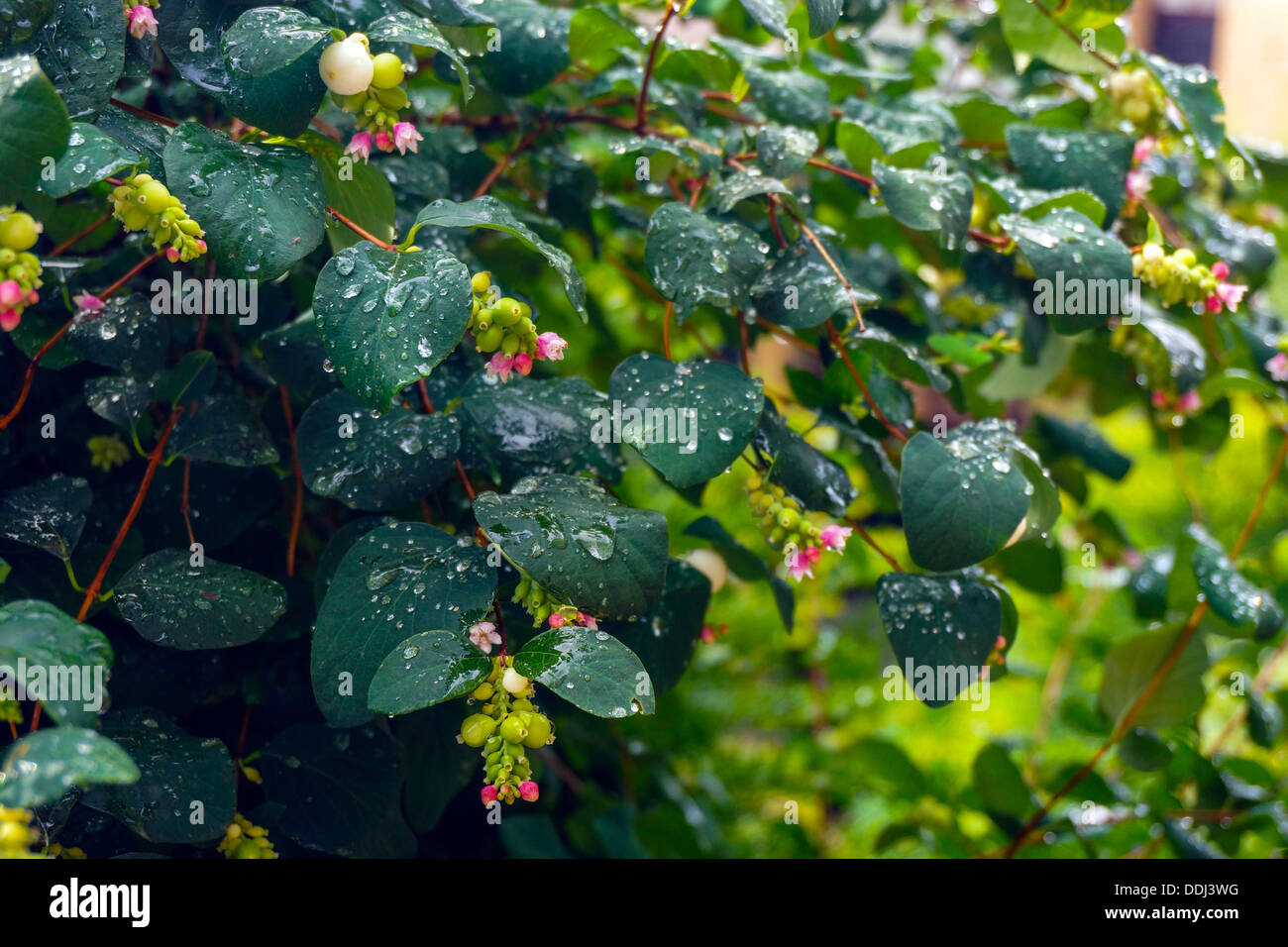 Raindrops on green leaves with pink flowers Stock Photo