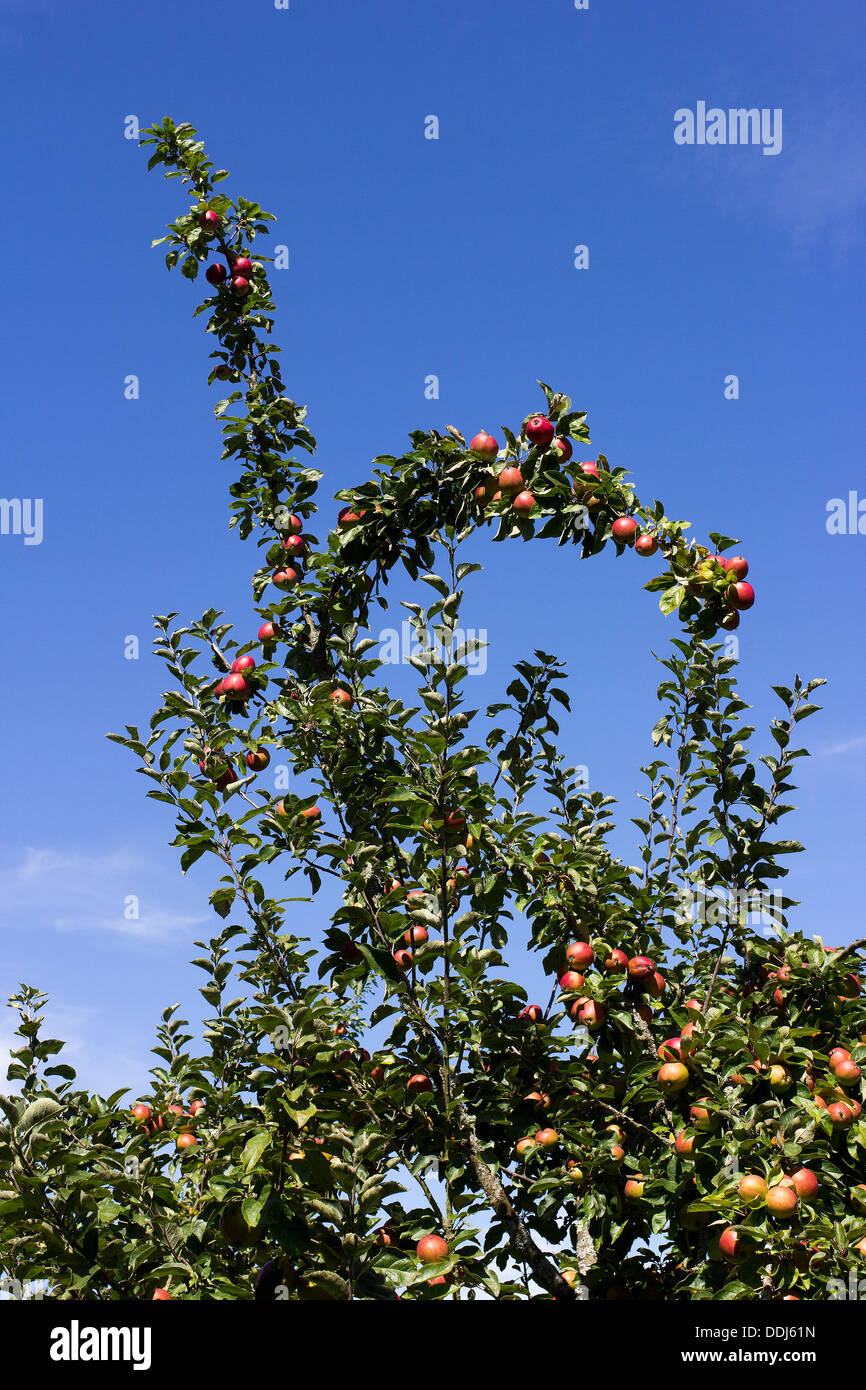 bumper crop of apples,orchard,stoke ground