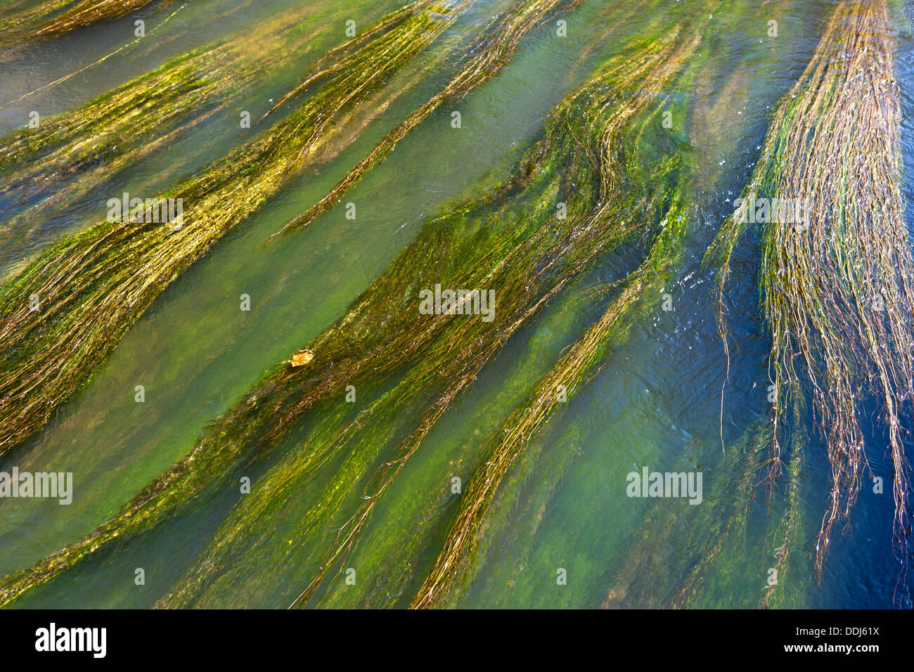 Germany, Hesse,  Stream with water plants and grass Stock Photo