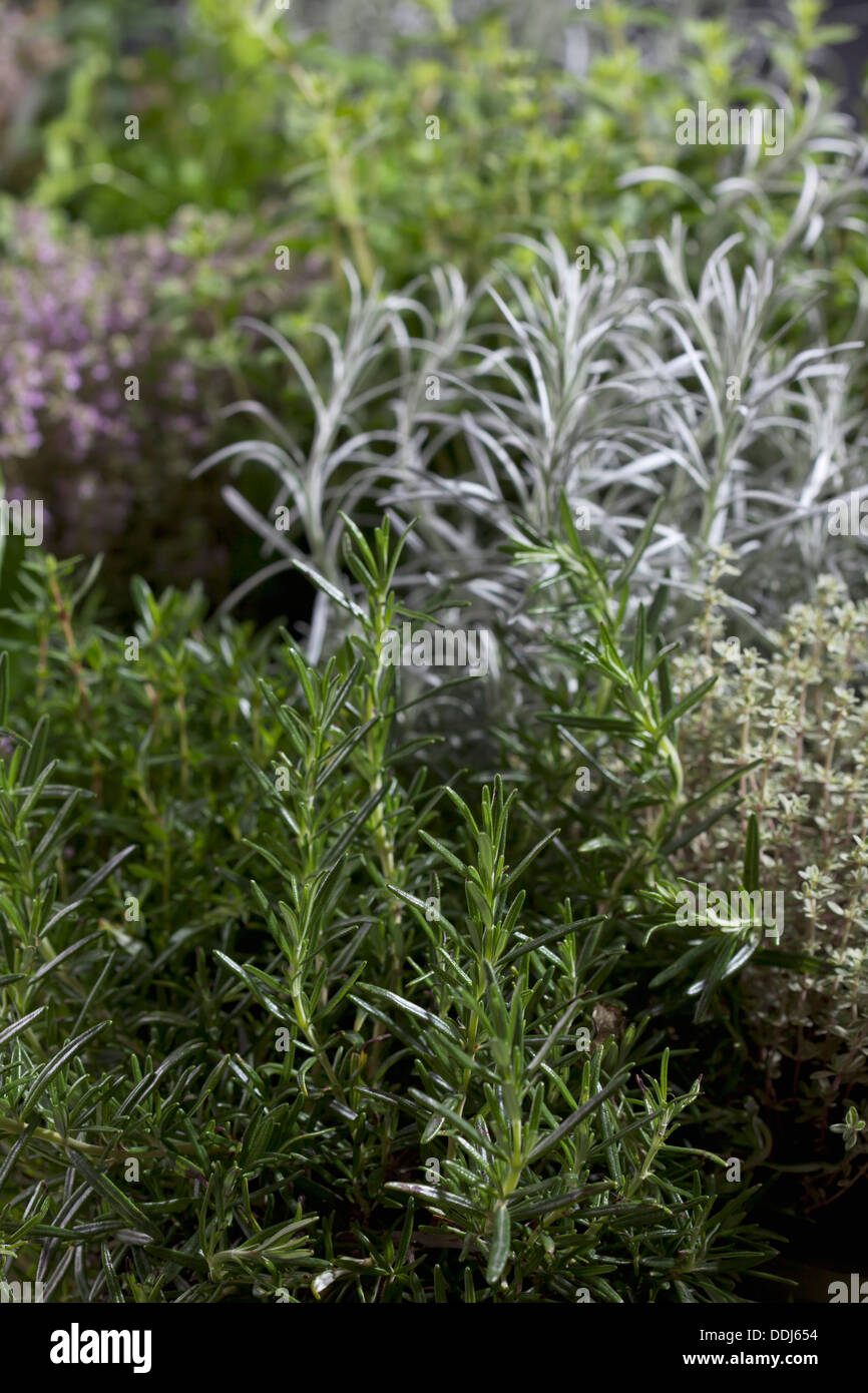 Herbs varieties hires stock photography and images Alamy
