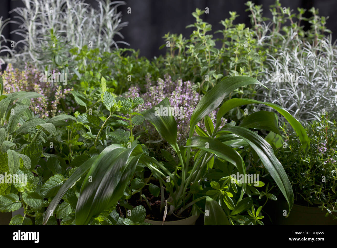 Varieties of herbs, close up Stock Photo