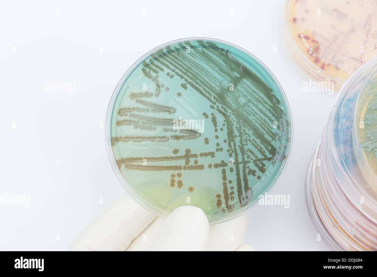 Human hand holding petri dish with bacteria, close up Stock Photo