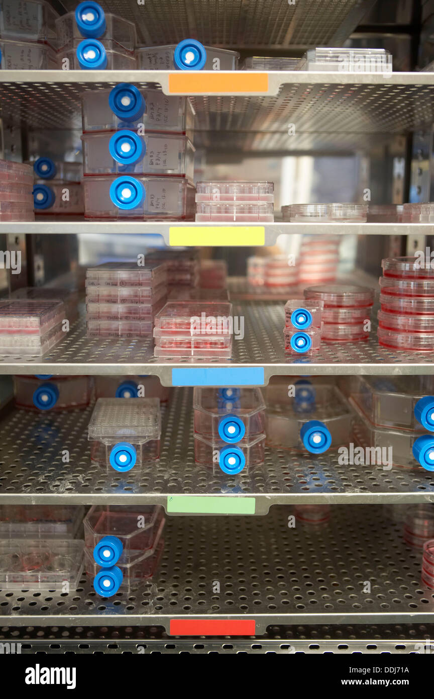 Cell cultures flask in CO2 Incubator. Laboratory, Fundación Inbiomed