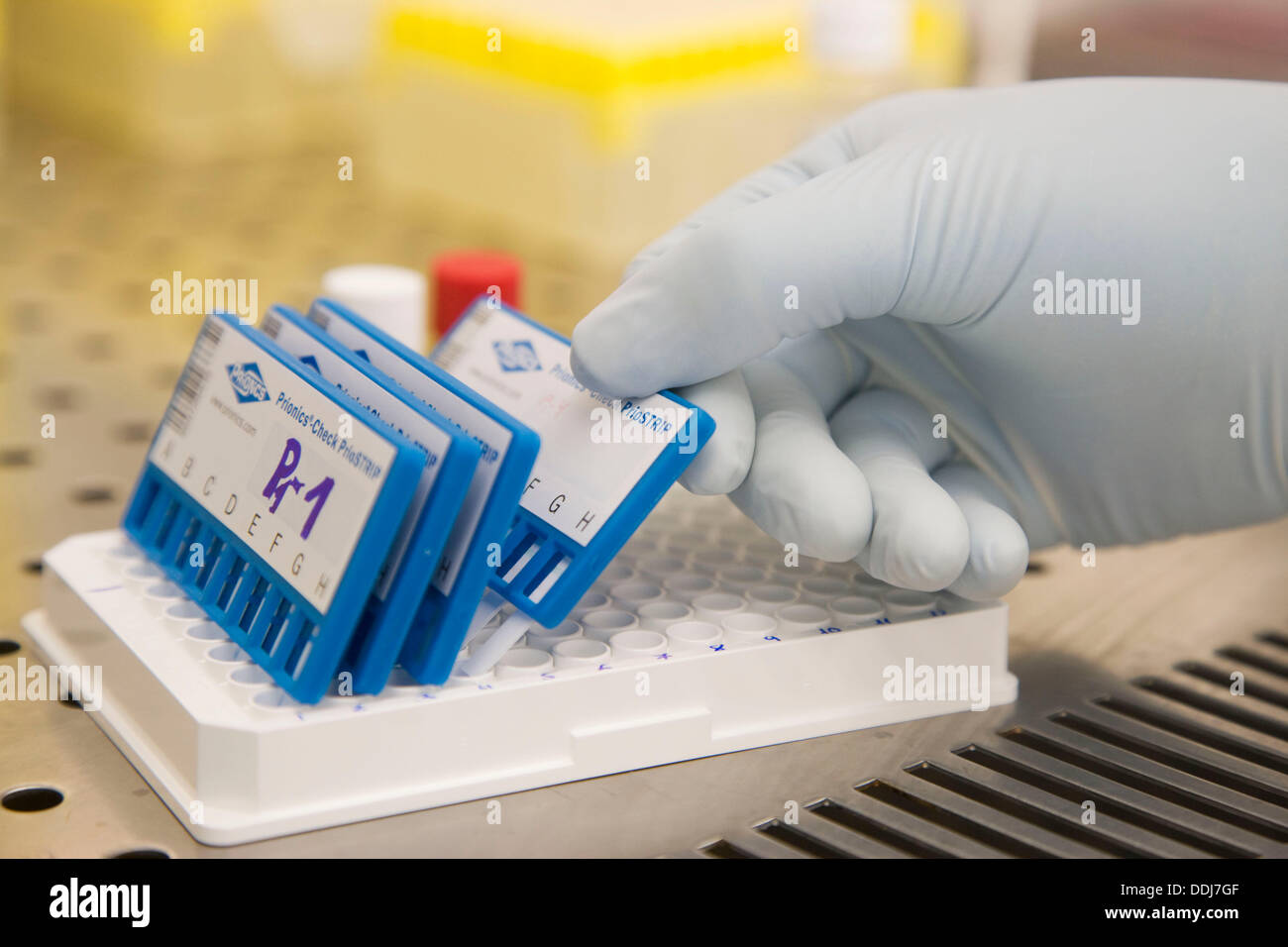 Prionics-Check PrioSTRIP test for detection and isolation of the prion protein, Laboratory of Bacteriology, Departamento de Stock Photo