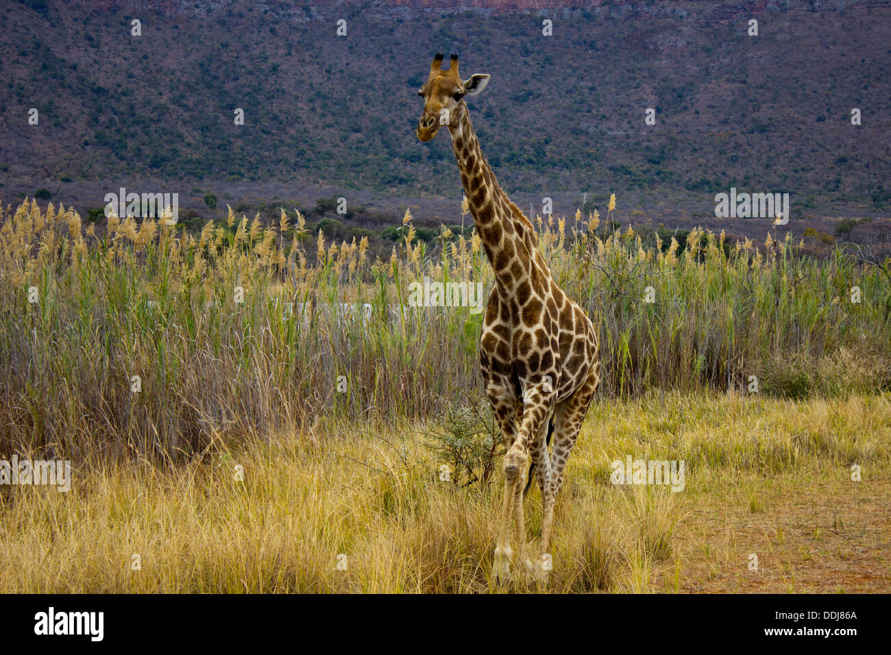 Giraffe on safari hi-res stock photography and images - Alamy