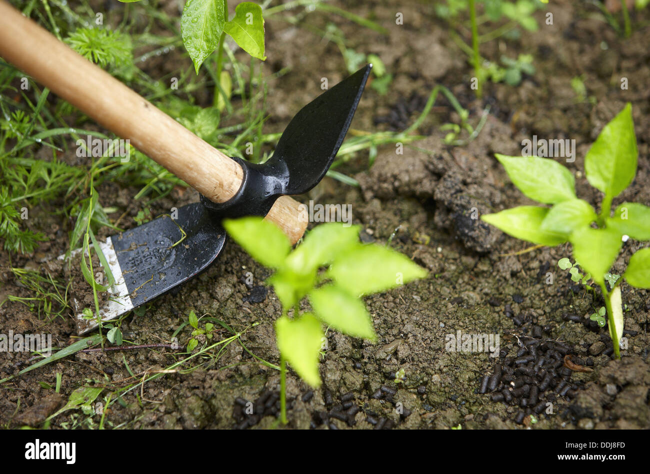 Farmer using hoe, hand tool, farming, kitchen garden, Guipuzcoa, Basque Country, Spain Stock