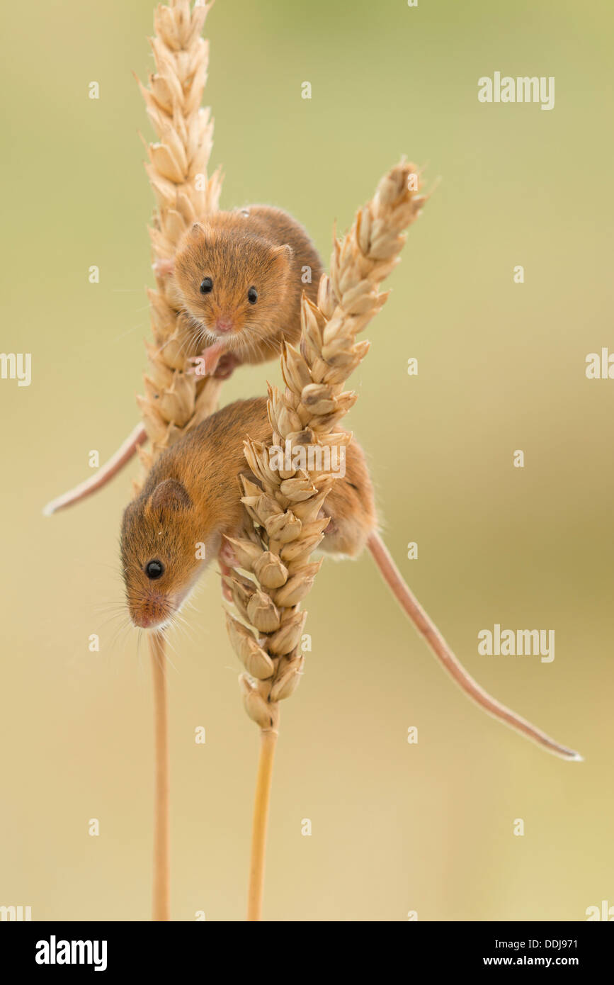 Harvest mice on ears of wheat Stock Photo