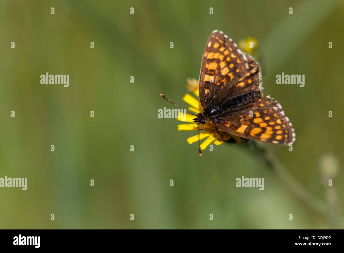 Austria, Calcareous grasslands or Violet Fritillary, close up Stock Photo