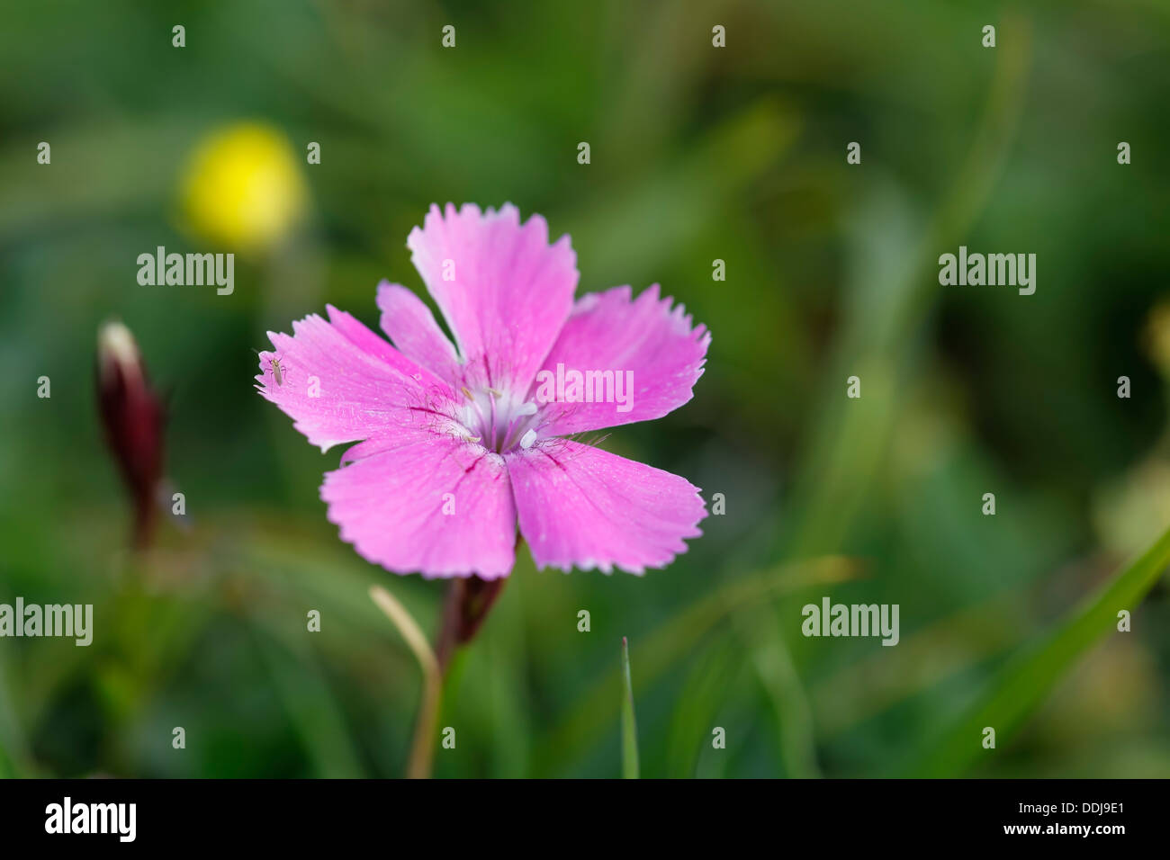 Austria, Alpine pink flower, close up Stock Photo