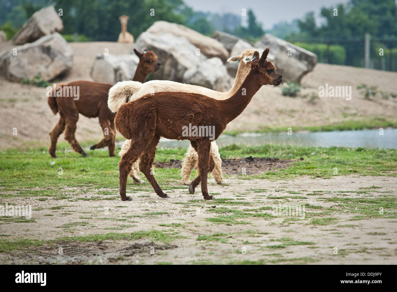 Alpacas walk at the African Safari Wildlife Park in Port Clinton, Ohio Stock Photo