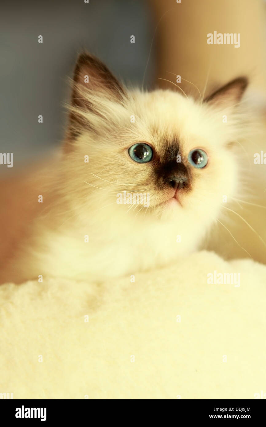 Holy Birman Kitten looking away Stock Photo Alamy