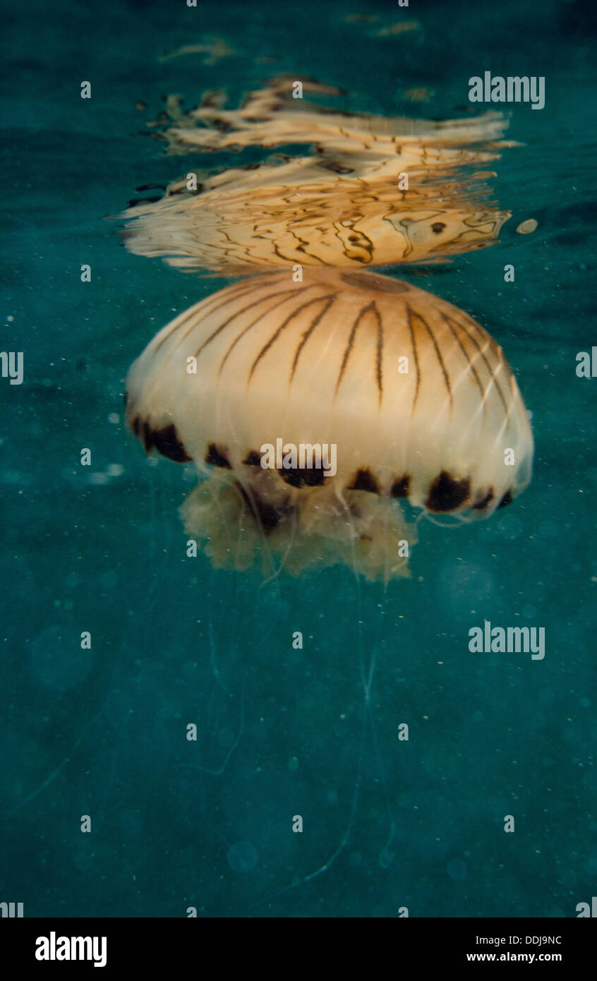 Compass jellyfish, Chrysaora hysoscella, at water surface, swimming, reflected off water