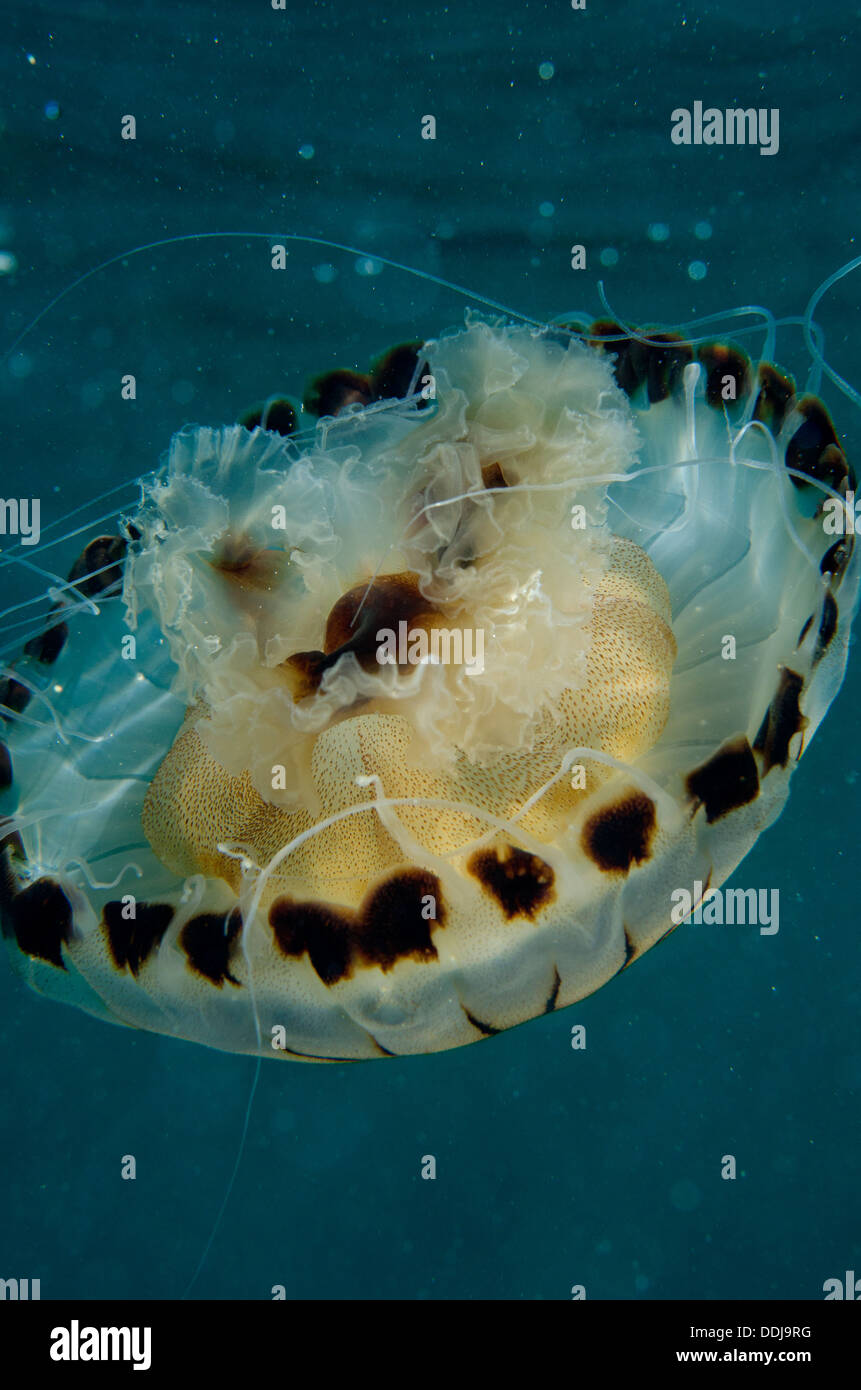 Compass jellyfish, Chrysaora hysoscella, swimming, upside down, close to water surface, cornwall, UK Stock Photo