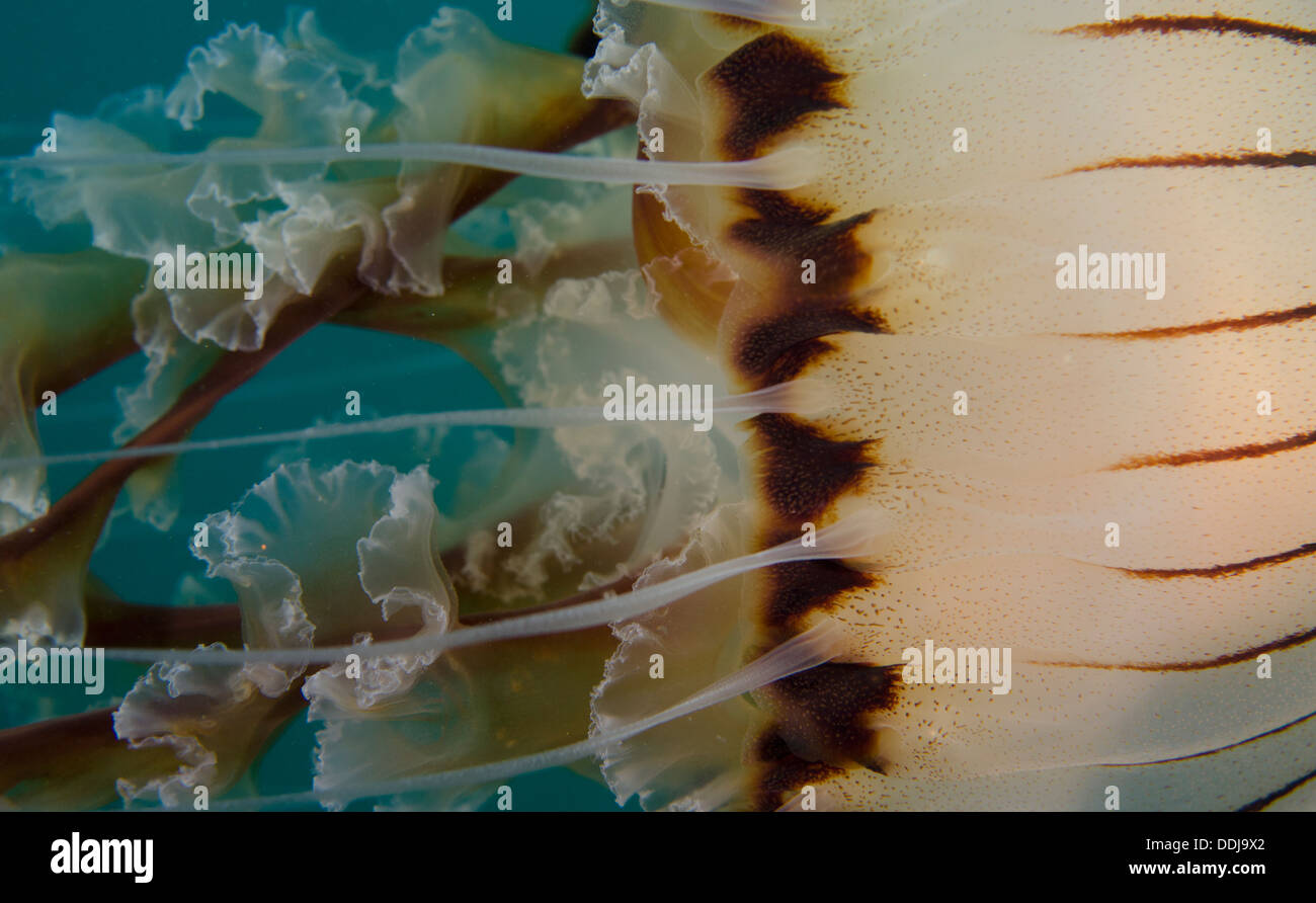Compass jellyfish, Chrysaora hysoscella, close up, macro shot, swimming along sideways across image, Cornwall, UK. Stock Photo