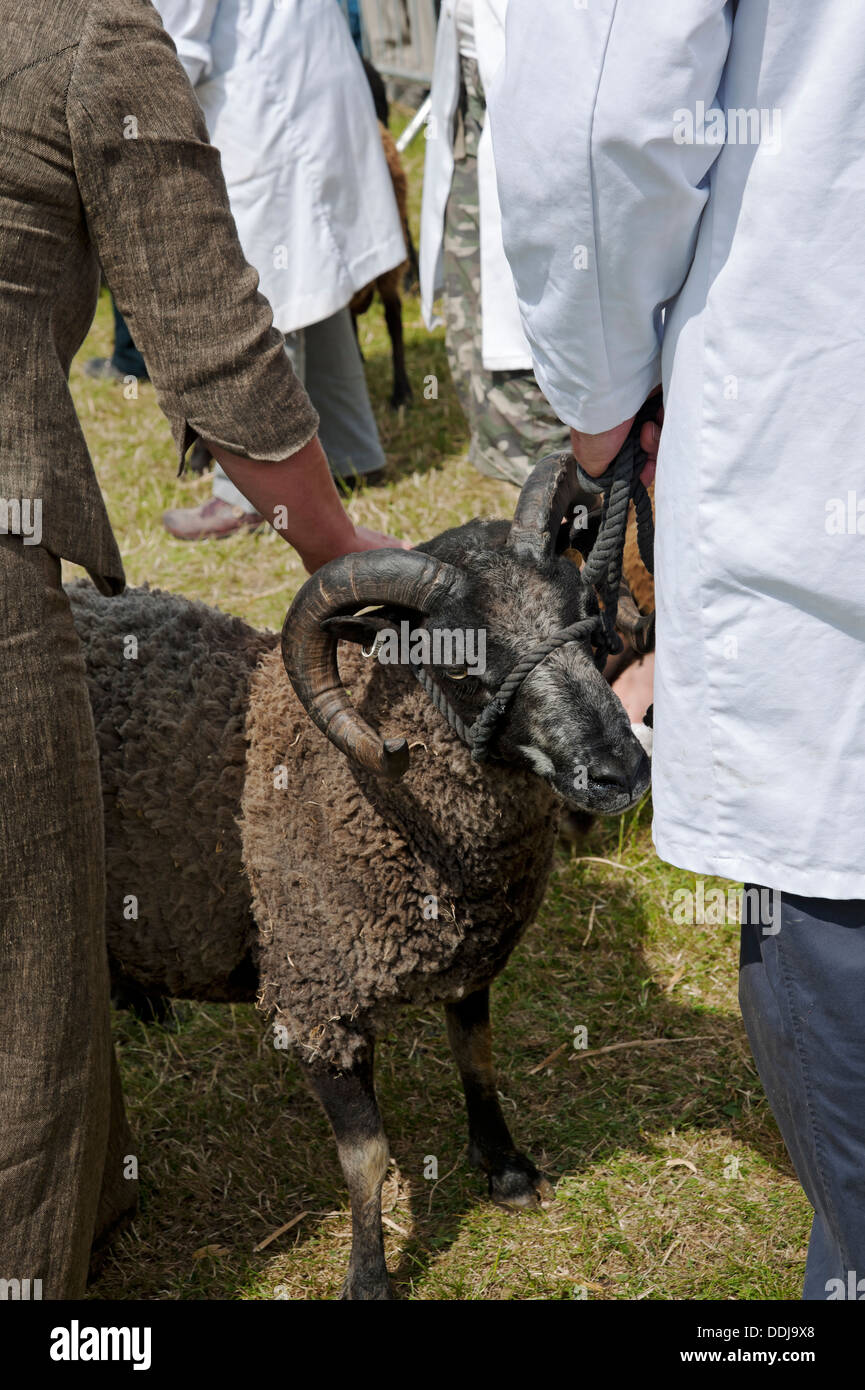 Sheep judging at the Great Yorkshire Show Harrogate North Yorkshire