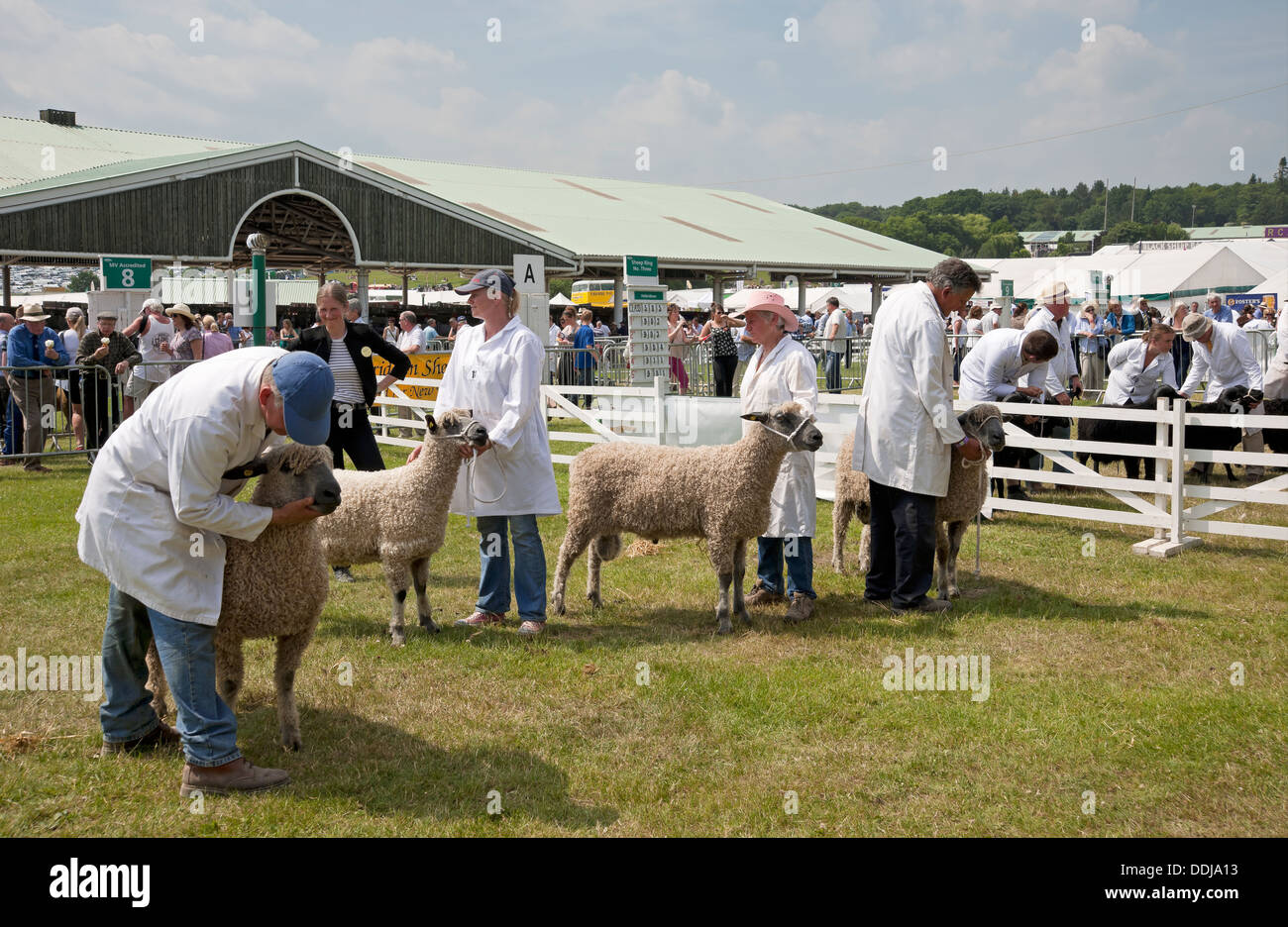 Sheep judging at the Great Yorkshire Show in summer Harrogate North