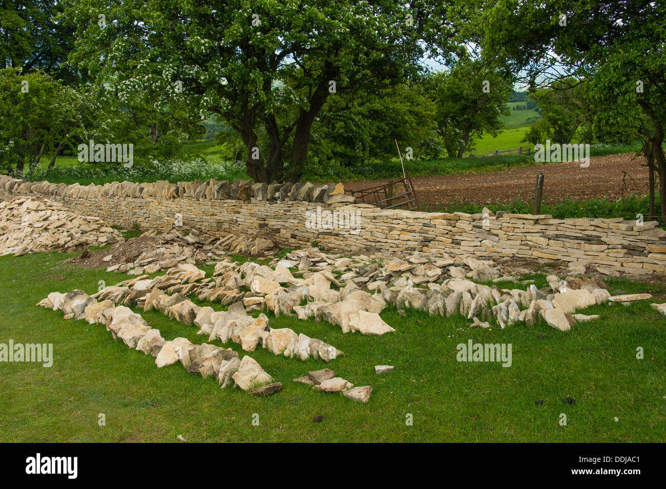 A dry stone wall being repaired in the Cotswolds Stock Photo