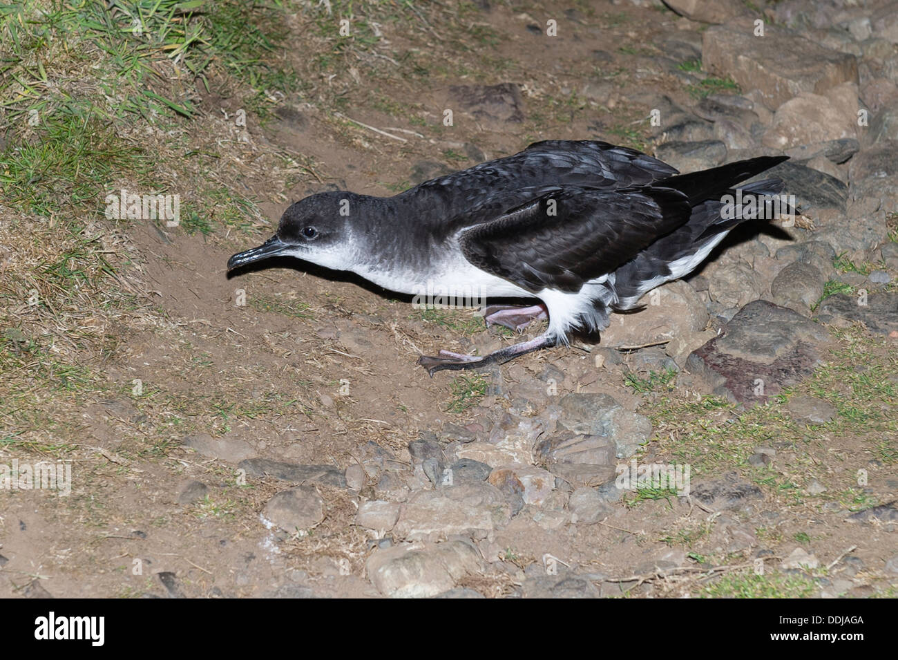 Shearwater hires stock photography and images Alamy