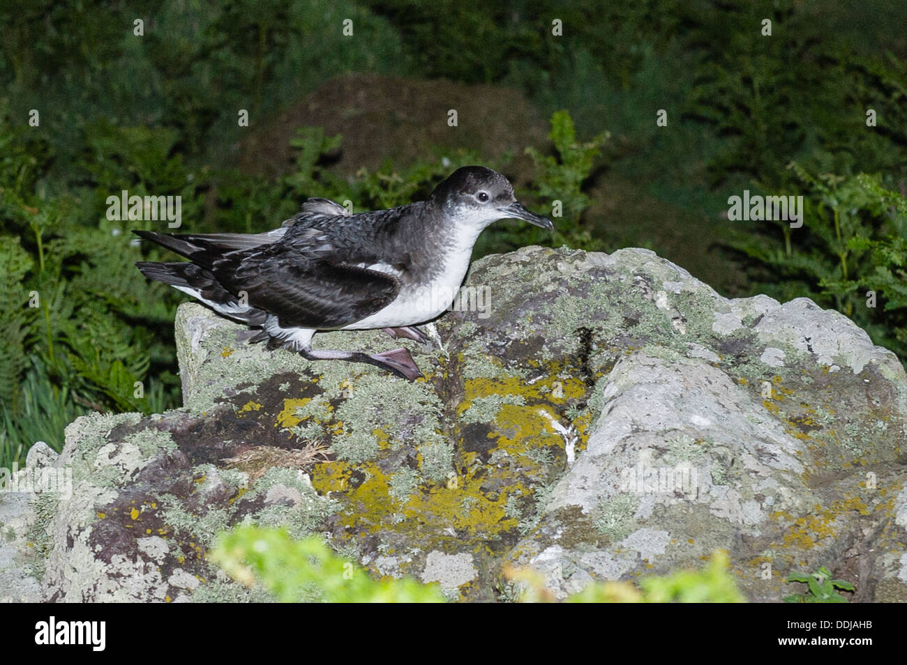 Manx shearwater hires stock photography and images Alamy