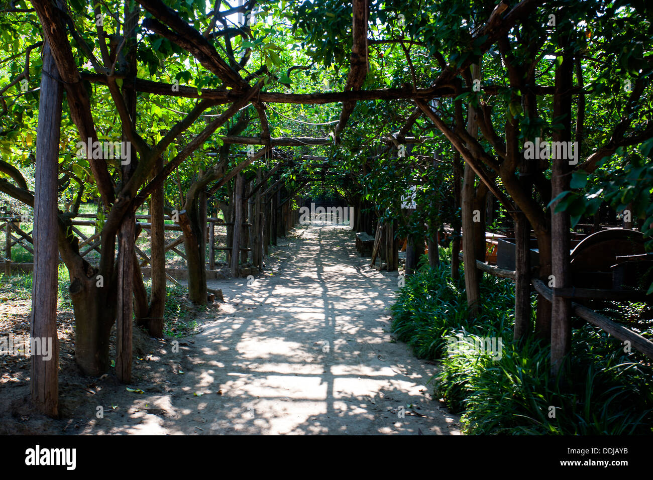 Lemon Grove Sorrento Italy Stock Photo - Alamy