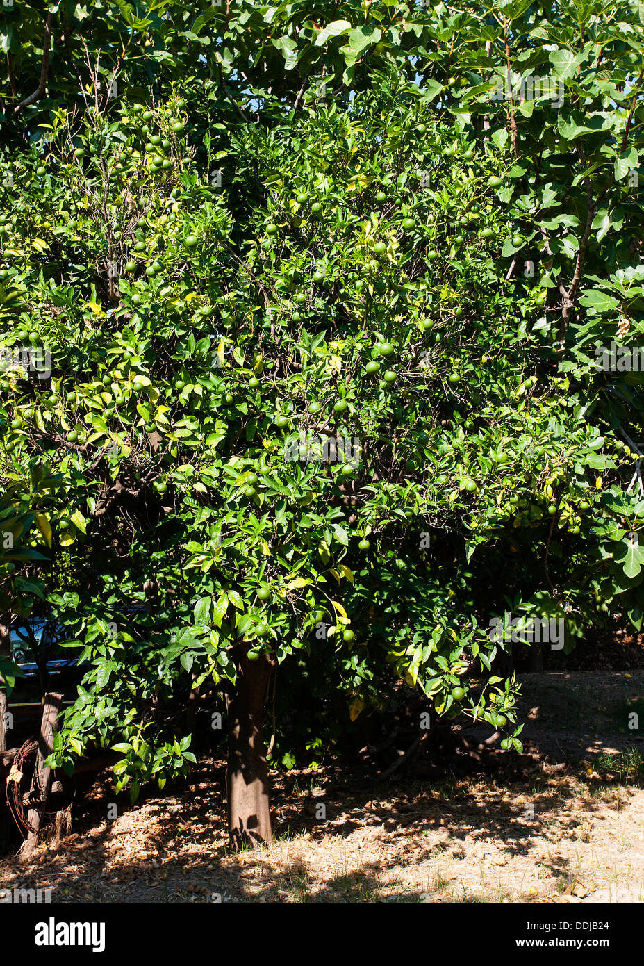 Lemon Grove Sorrento Italy Stock Photo - Alamy