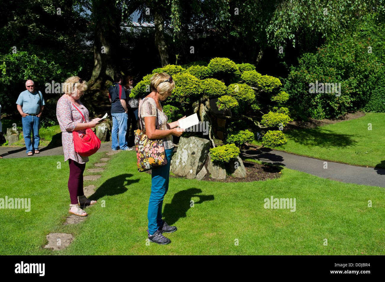 Tourists consult a guide book at the Japanese gardens, Kildare. Chamaecyparis obtusa, aurea tree next to them. Ireland. Stock Photo