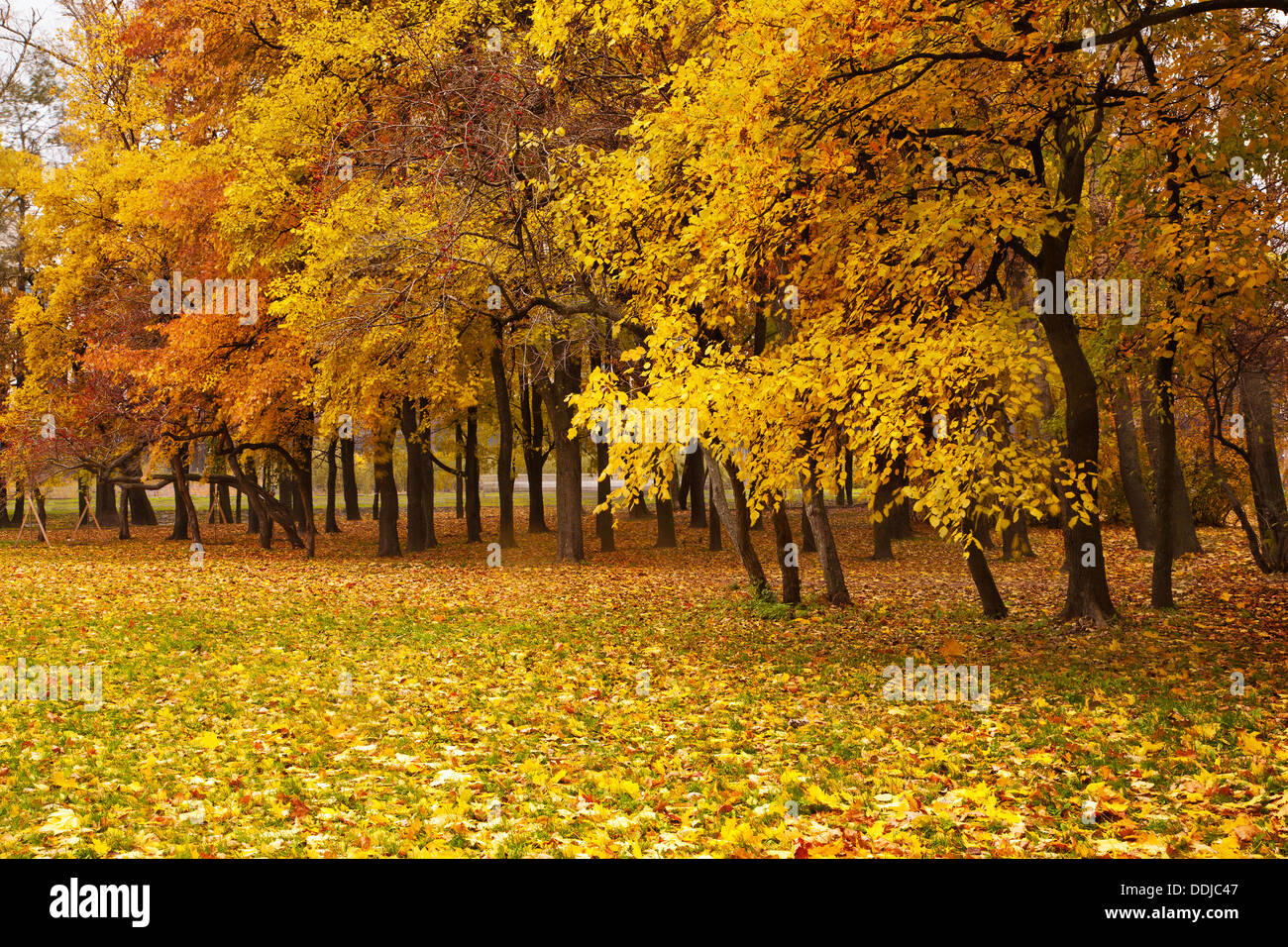 Golden autumn in forest park hi-res stock photography and images - Alamy