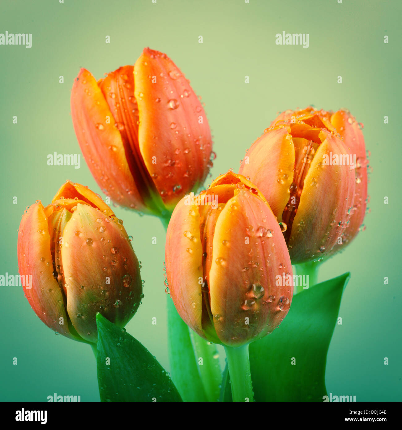 bouquet of tulips in a retro style Stock Photo