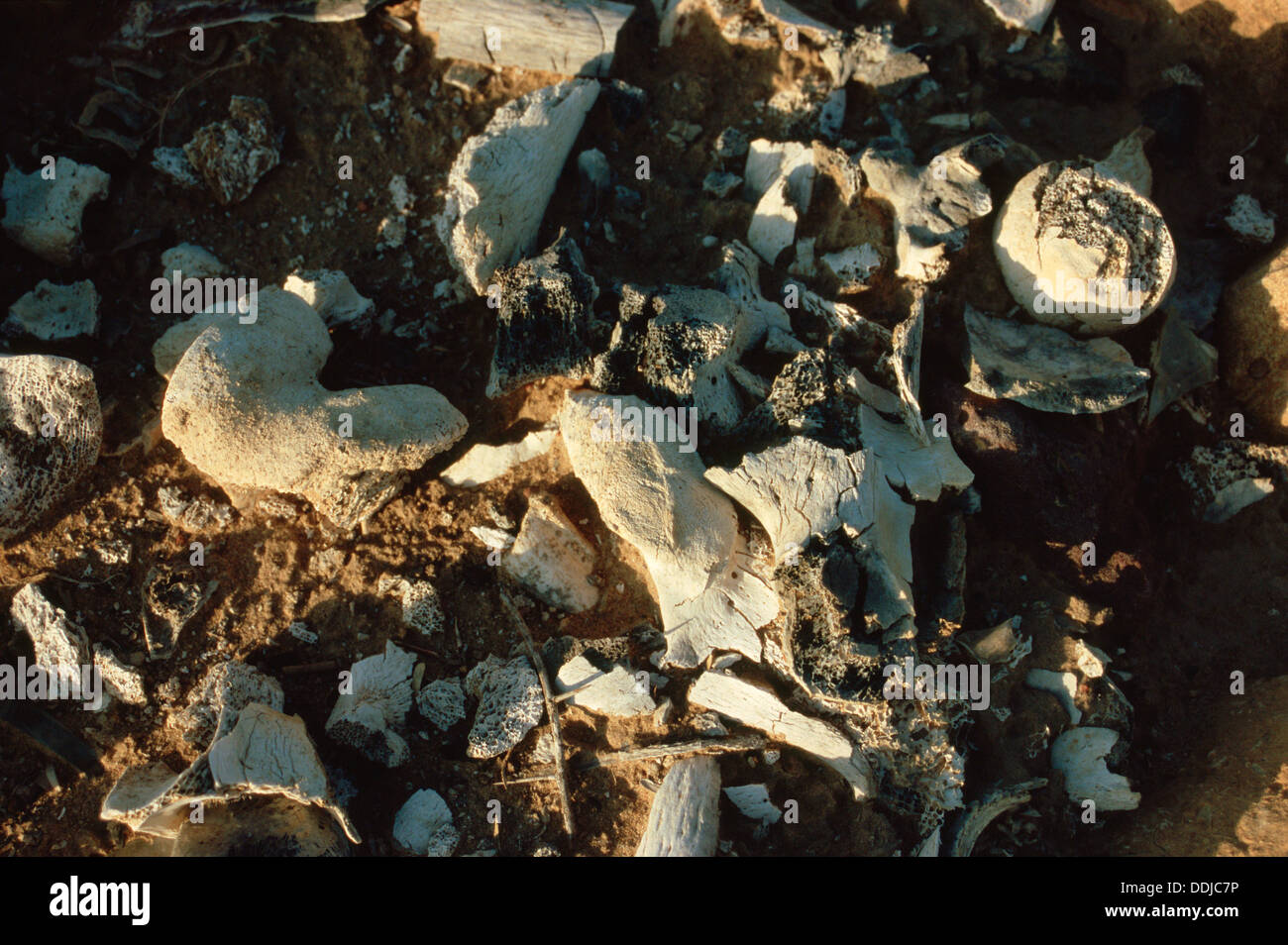 Human bones in a cremation ground ( India Stock Photo Alamy