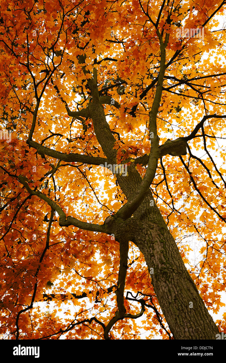 Beautiful red maple hi-res stock photography and images - Alamy