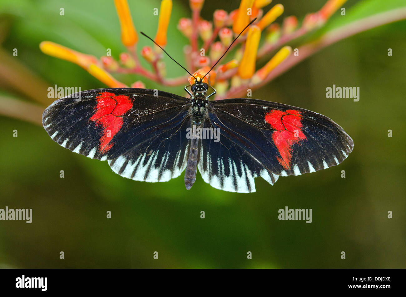 Common Longwing Butterfly Stock Photo