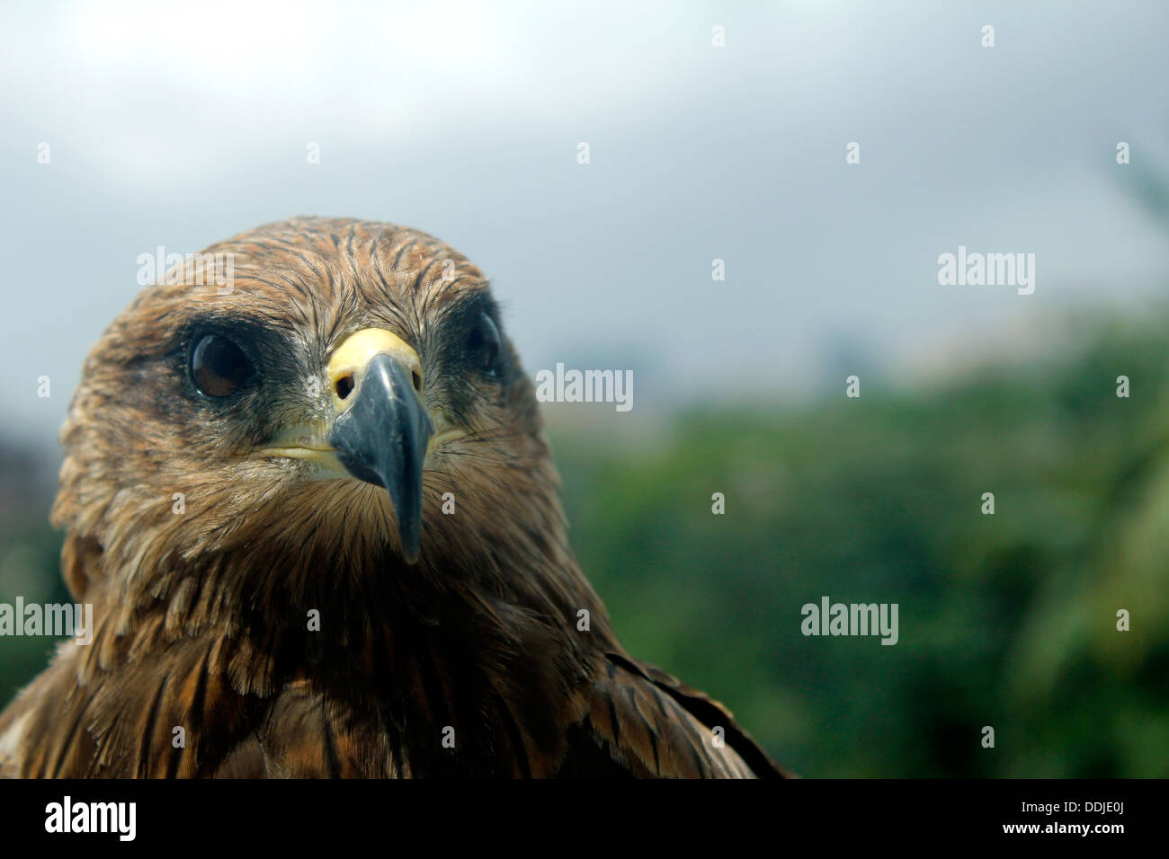 Closeup of black kite (Milvus migrans) . Mumbai. India Stock Photo Alamy