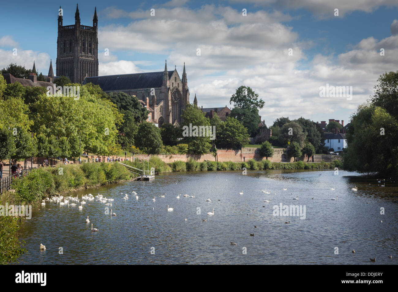 View of Worcester Cathedral from river Severn Worcestershire England Stock Photo
