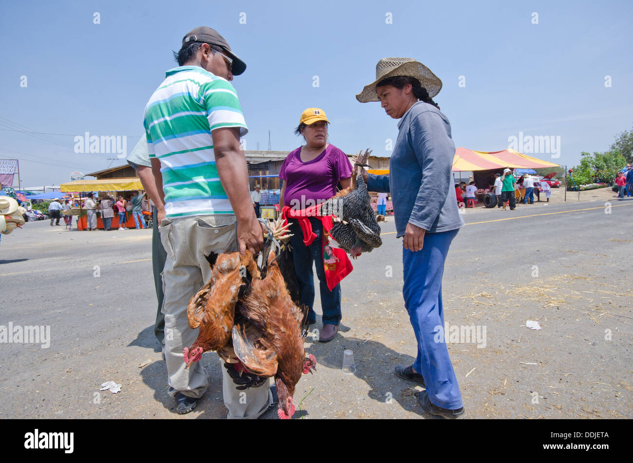 Selling live chickens hires stock photography and images Alamy