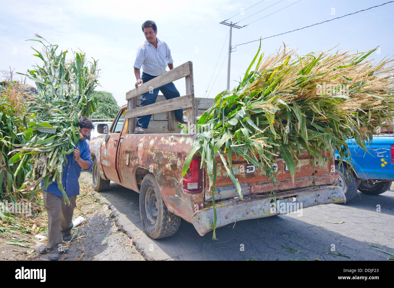 Men lifting animal feed or 'forraje' into the back of an old pickup truck on market day in Mexico. Stock Photo