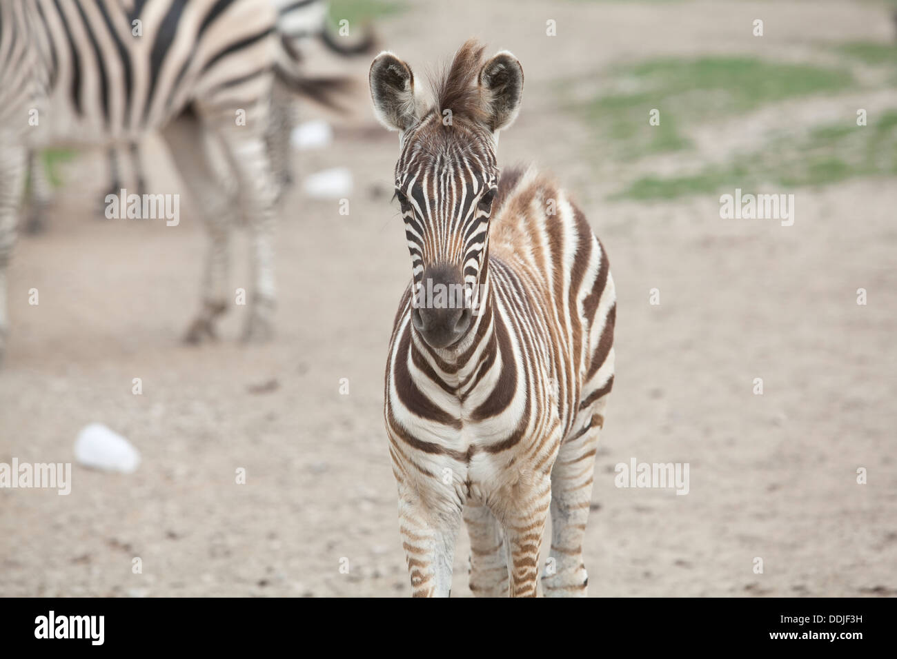 A zebra walks at the African Safari Wildlife Park in Port Clinton, Ohio Stock Photo