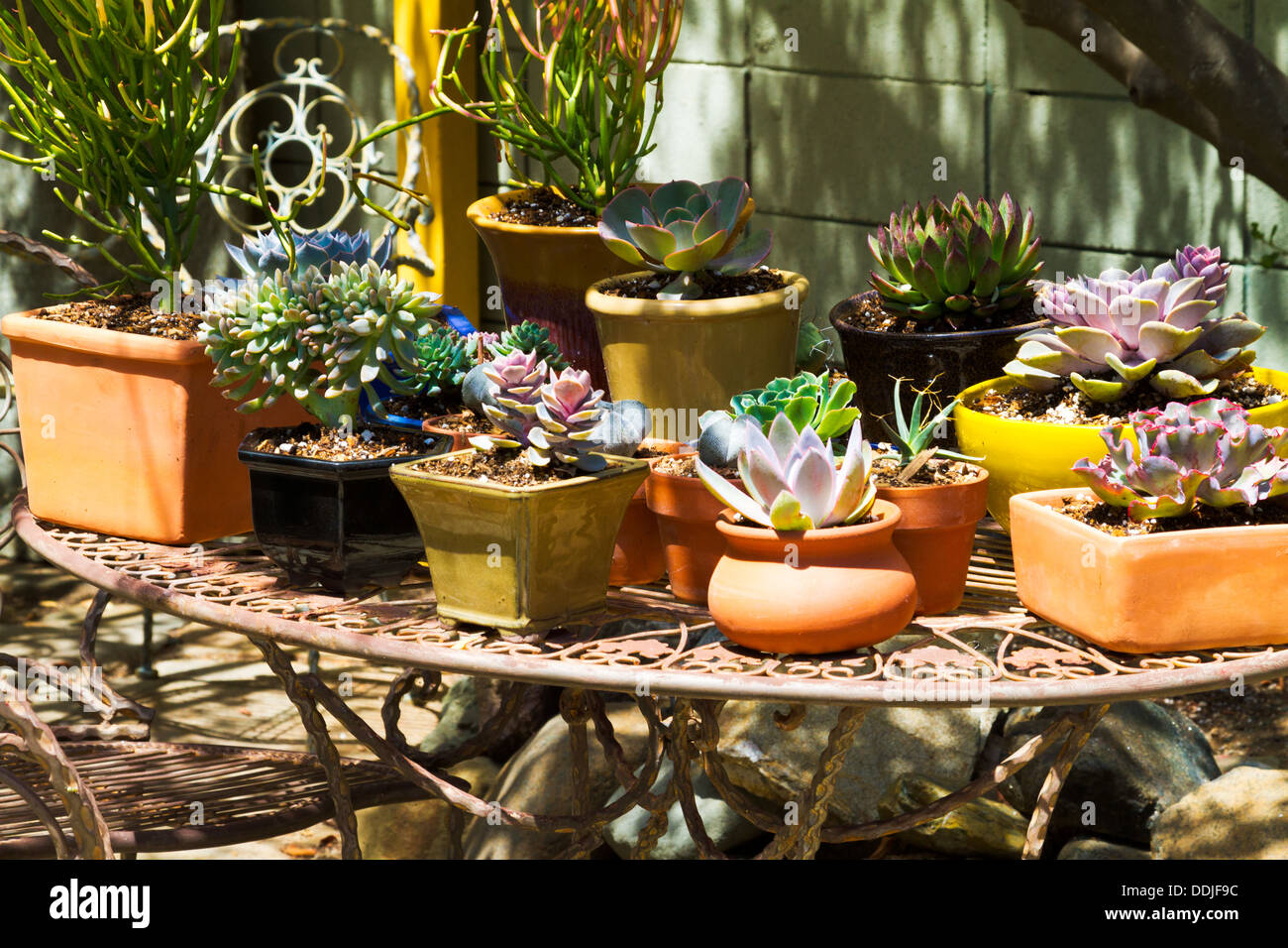 Potted succulents displayed on a wrought iron table Stock Photo