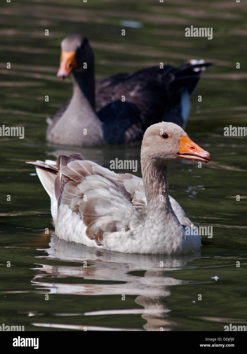 Greylag Geese (anser anser) including one Leucistic Variant Stock Photo