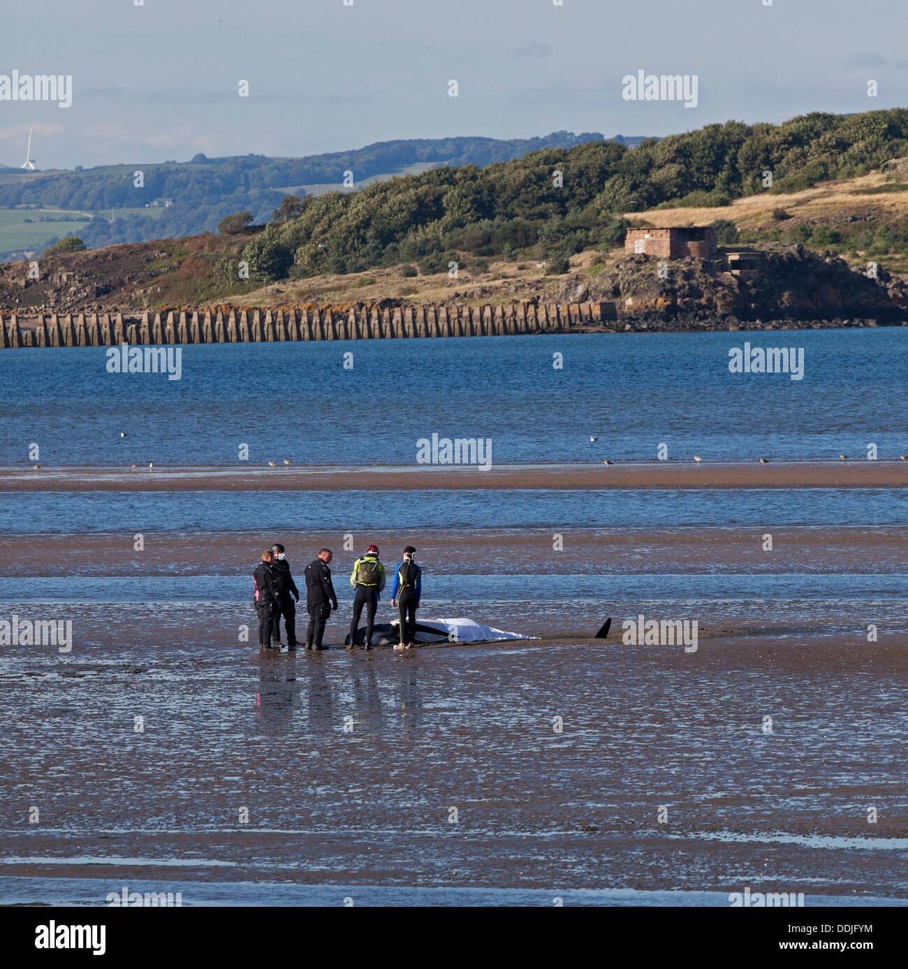 Edinburgh, Scotland, UK, 3rd September 2013, Stranded Pilot Whale just off Silverknowes promenade, Cramond, Coastguard Rescue and Marine Mammal Medics struggle to keep it calm until it manages to swim off around lunch time, however at that time it had only swum along close to shore. It died later that day. Stock Photo