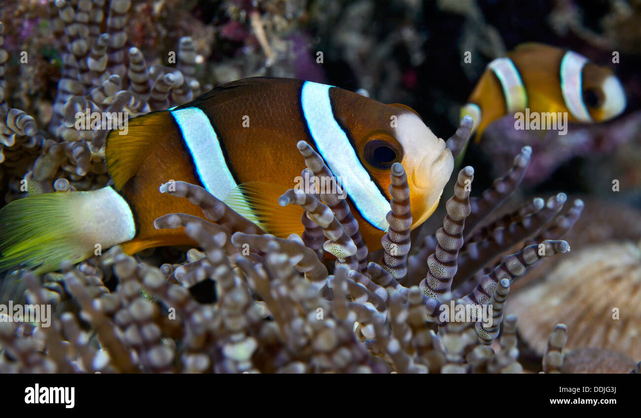 Two banded clownfish on purple beaded-tentacle anemone. Puerto Galera, Philippines. Stock Photo