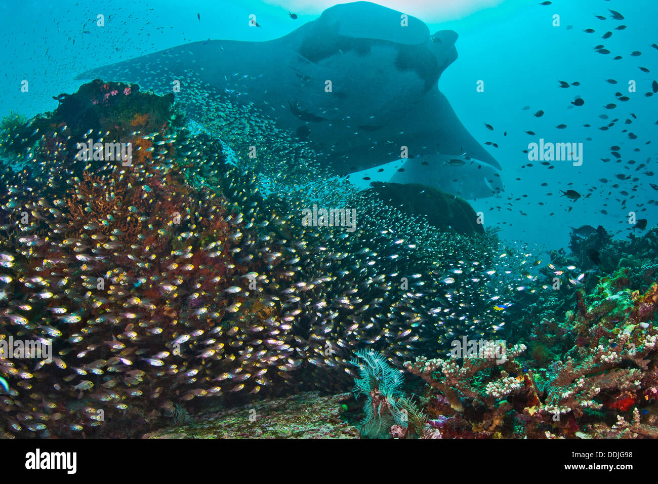 Large manta ray (Manta birostris) soaring over coral reef  scatters school of glass fish. Raja Ampat, Indonesia. Stock Photo