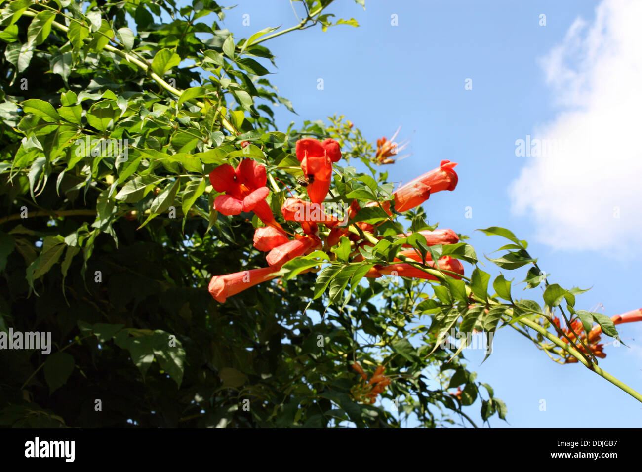 Trumpet flower growing on a background of blue sky Stock Photo