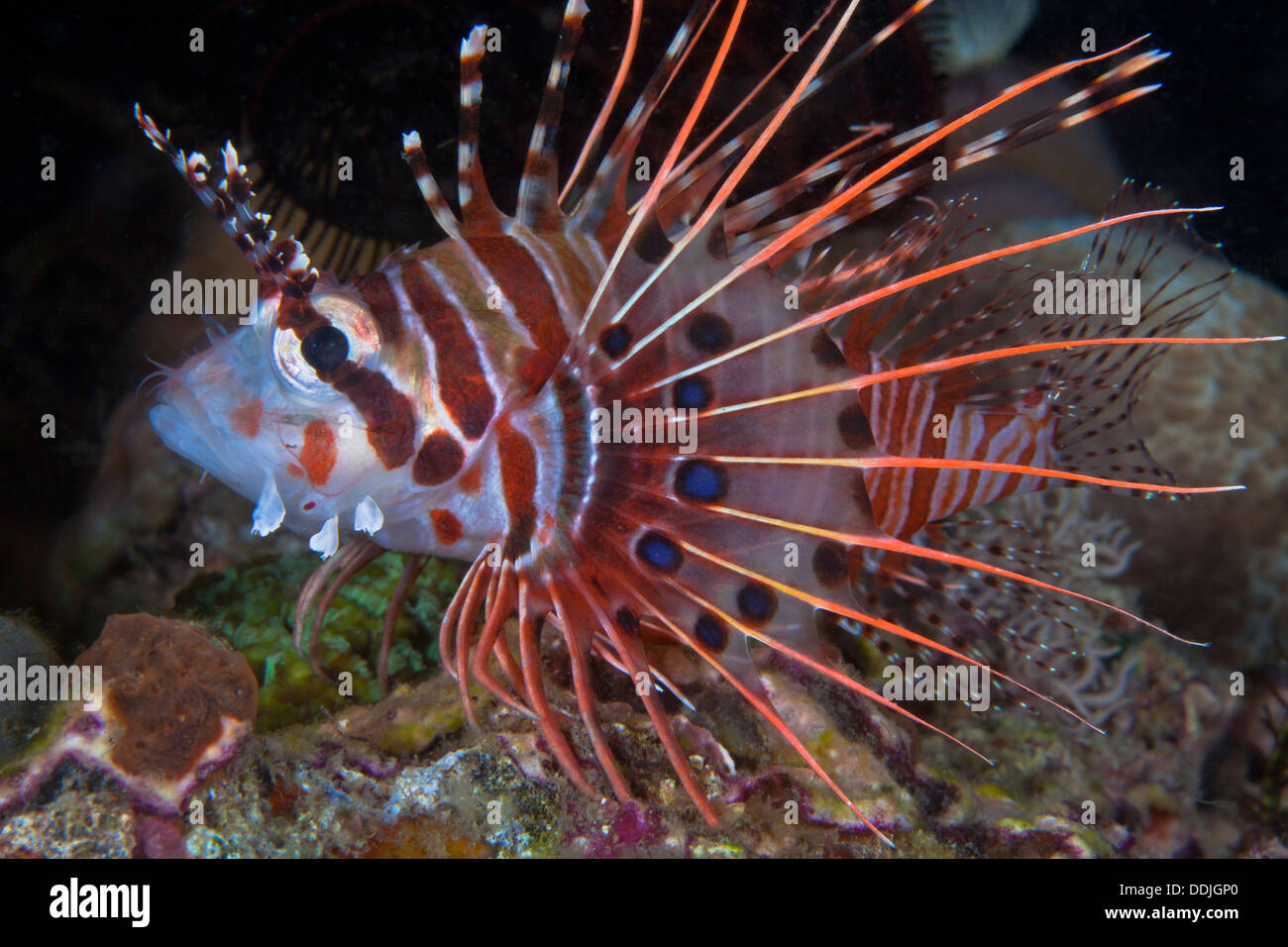 Spotfin lionfish displays detail pattern of pectoral fin in profile image. Puerto Galera, Philippines. Stock Photo