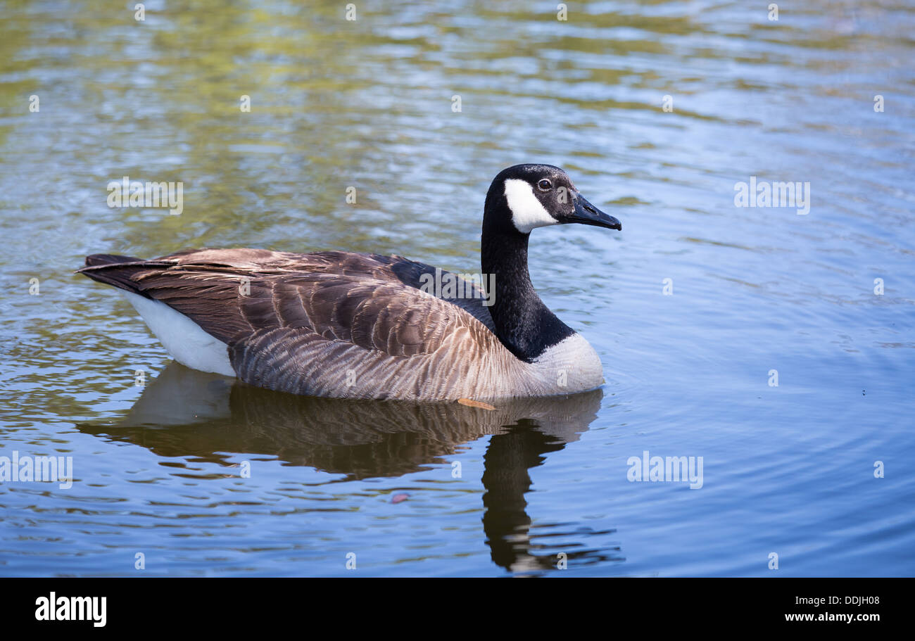 canada goose home canada goose home