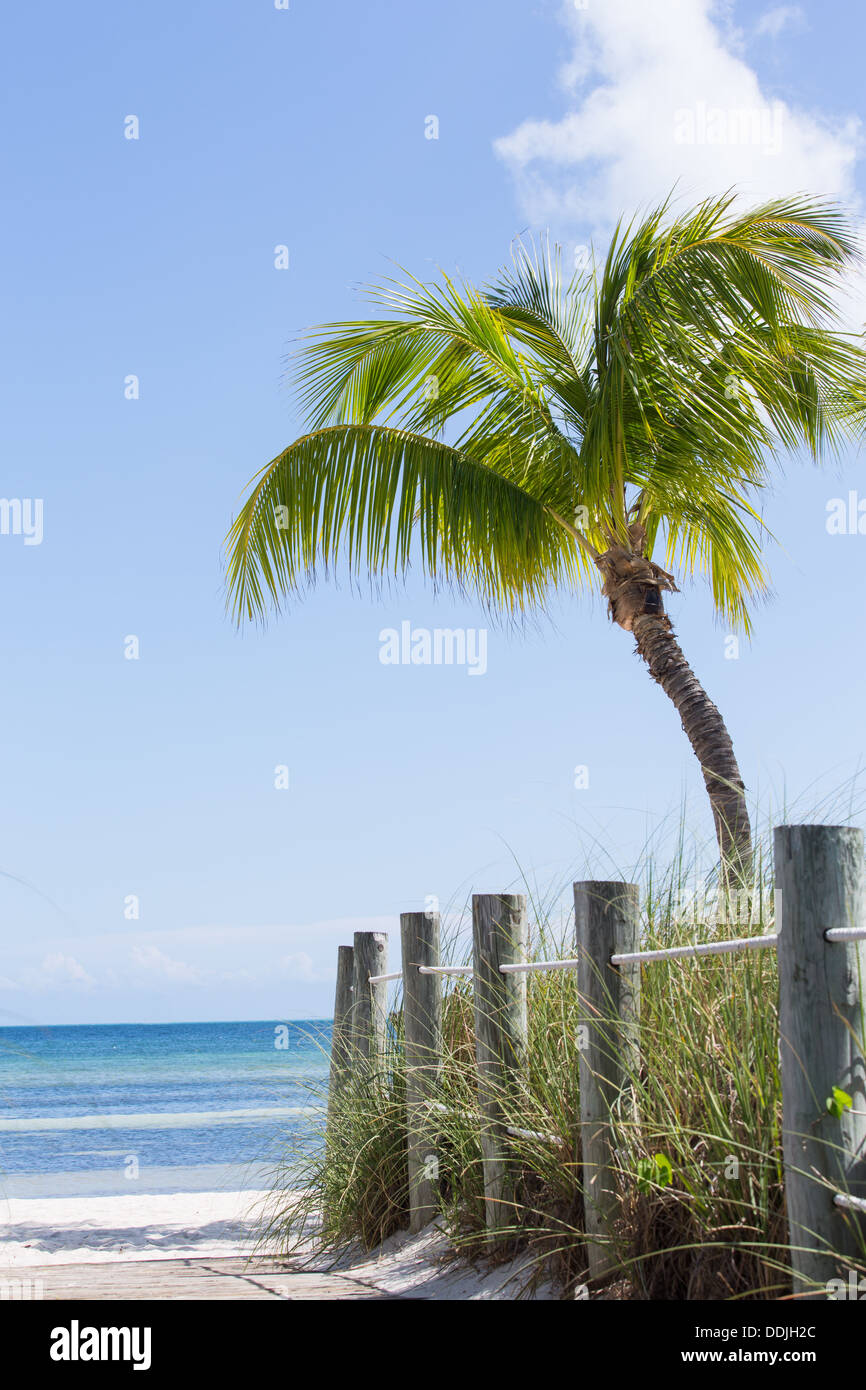 This image shows a beautiful palm, white sand beach and path leading to the waters on the East side of Key West. Stock Photo