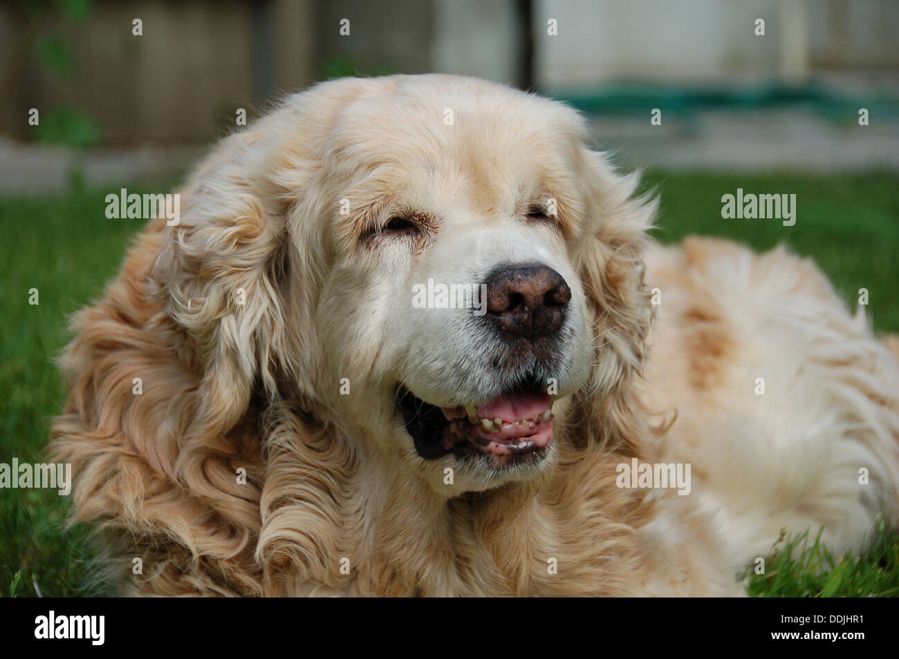 Gentle retriever hi-res stock photography and images - Alamy