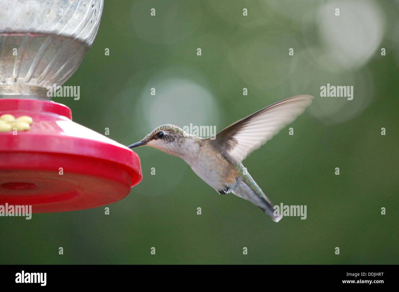 Hummingbird at a feeder Stock Photo - Alamy